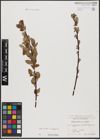 Foto von Salix aurita L. x Salix caprea L.